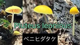 Pluteus leoninus 🥰(ベニヒダタケ🥰)
