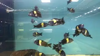 AKVARYUM BALIKLARI CANLI YAYINI-SORU CEVAP akvaryum balıkları,