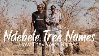 How Trees Were Named in Ndebele Culture🇿🇼