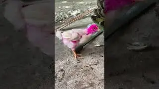Ayam warna warni