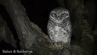 Owl in Nighttime Forest - 10 HOURS!! - Relax & Recharge.
