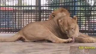 Lions King Roaring Compilation - The Lion King - BiBi Animals
