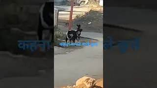 समझदारदेसी कुत्ते#shorts#ajab#gajab#video#doglover#dogvideos#pets #sandycandy#indian#street#dog