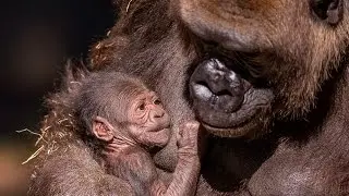 Gorilla Mom Bonds With Newborn