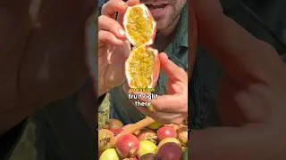 Juicy Passion Fruit Harvest 