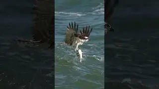 Crazy Osprey grabs huge catfish and almost gets dragged under. 
