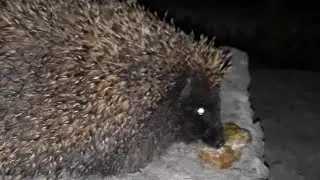 A wild hedgehog ate a cat and sucks with pleasure.