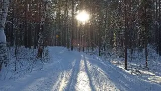 По зимнему лесу на лыжах