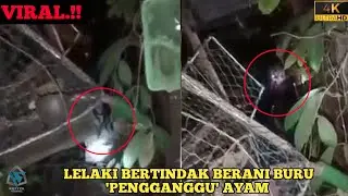 Ayam Sering Diganggu Di Malam Hari | Kelibat Misteri Kelihatan Di Tepi Reban