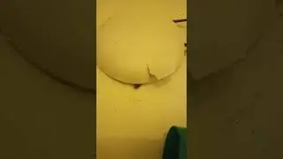Elektrik Tesisatından Hamam Böceği Gelir mi?