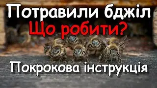 Що робити пасічнику у разі отруєння бджіл? Покрокова Інструкція