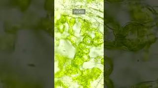 Carefully look at this Leaf under a microscope!