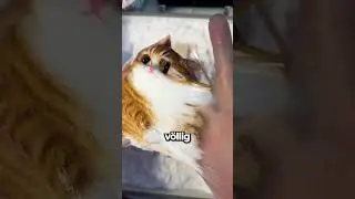 The Stickiest Cat Toy!🙀🙀