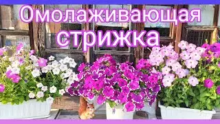 ПЕТУНИЯ вытянулась. Что делать? Омолаживающая СТРИЖКА летом.