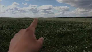 ГРЕЧНЕВОГО МЁДА НЕ БУДЕТ!!!