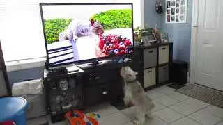 Fam Nico pup & TV squirrels 240626