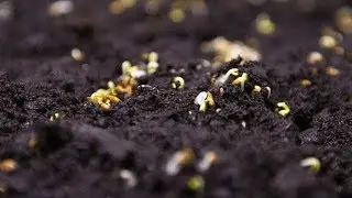 plant growth in time lapse