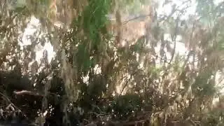 donkeys meeting and plaese me channel subscris #donkey #meeting #1000subscriber