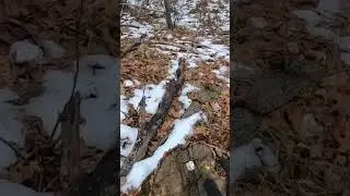 Trapping Squirrels! Easy 110 Set!