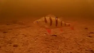 Окунь, Волга, подводные съемки...