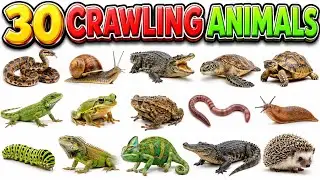 30 Crawling Animals Name | Crawling Animals for Kids | Animals Name in English & Hindi