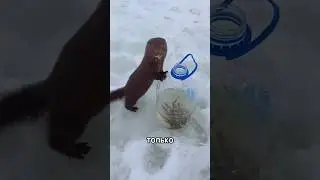 МИЛАШКА❤️