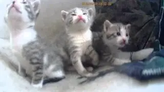 Дети коровы