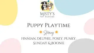 Aussie Pups