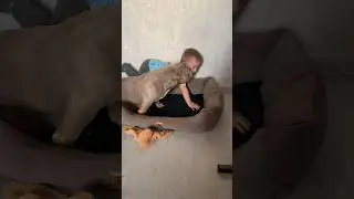 Бойцовый пёс уб*йца играет с детьми🔫😎Дети в шоке 