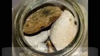 Притча о банке с камнями
