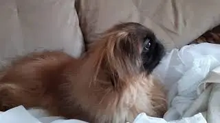 Пекинес Дендик нежится в шторах