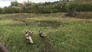 Соседские индейки пришли к нам в гости
