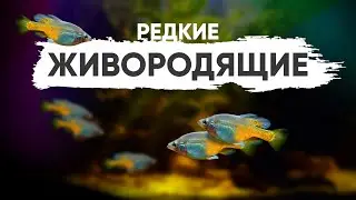 Редкая живородящая аквариумная рыбка - Скифия Золотистая