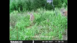 Think About Why  Feeding deer is a good idea