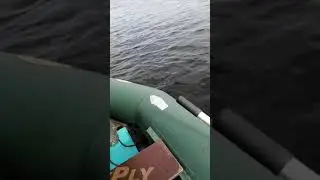 Окуневые котлы.