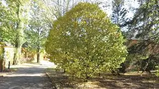 Carpinus betulus 'Columnaris' habr obecný