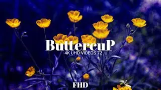 Buttercup flower fhd video @4kuhdvideos722 @8KWorld @8KVIDEOS_HDR