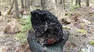 Чага, сморчки - дальняя разведка