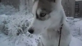 Щенок Хаски 3 месяца party 1
