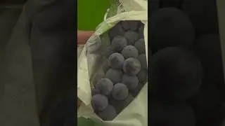 여긴 영월  귀농 포도편 shorts