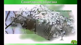 Уход за плодоносящими деревьями