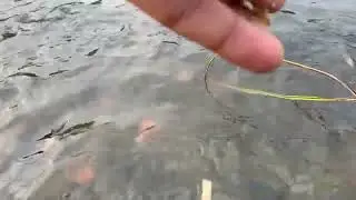 आज बच्चों के साथ कुछ नेक काम किया बहुत अच्छा लगा Feeling good after feeding to fishes in pond #fish
