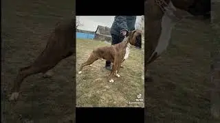 взрослый сын Босс/немецкий боксер