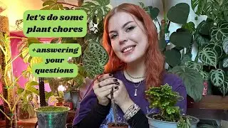 Let’s do some plant chores! +Answering your questions 🌿💚