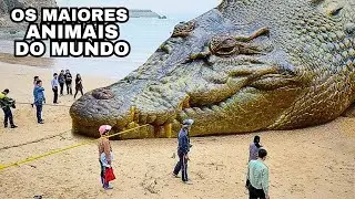 Top 10 Maiores Animais do Mundo