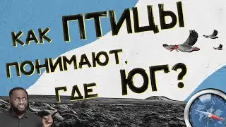 Как птицы понимают, где юг? Хороший Вопрос