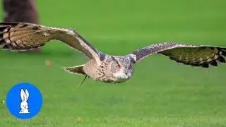OWLS are the FUNNIEST & CUTEST -  Compilation Video