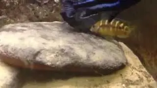bumblebee cichlids breeding 2