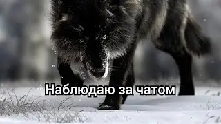 наблюдаю за чатом в WolfSimulationEvolution