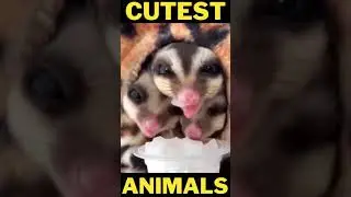 Best Scene - Sleeping Animal - Dog Cat Puppy Kitten